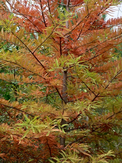 {Taxodium distichum}